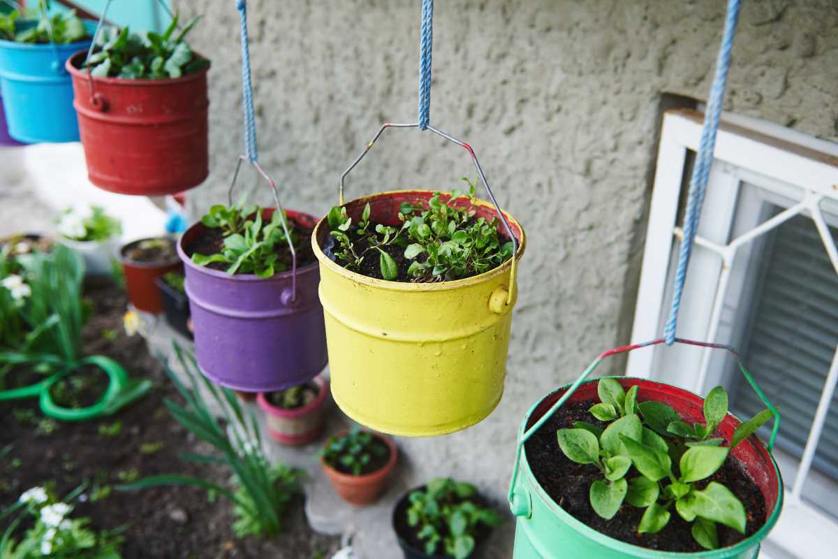 Start a Spice Garden for Aromatherapy and Cooking Joy