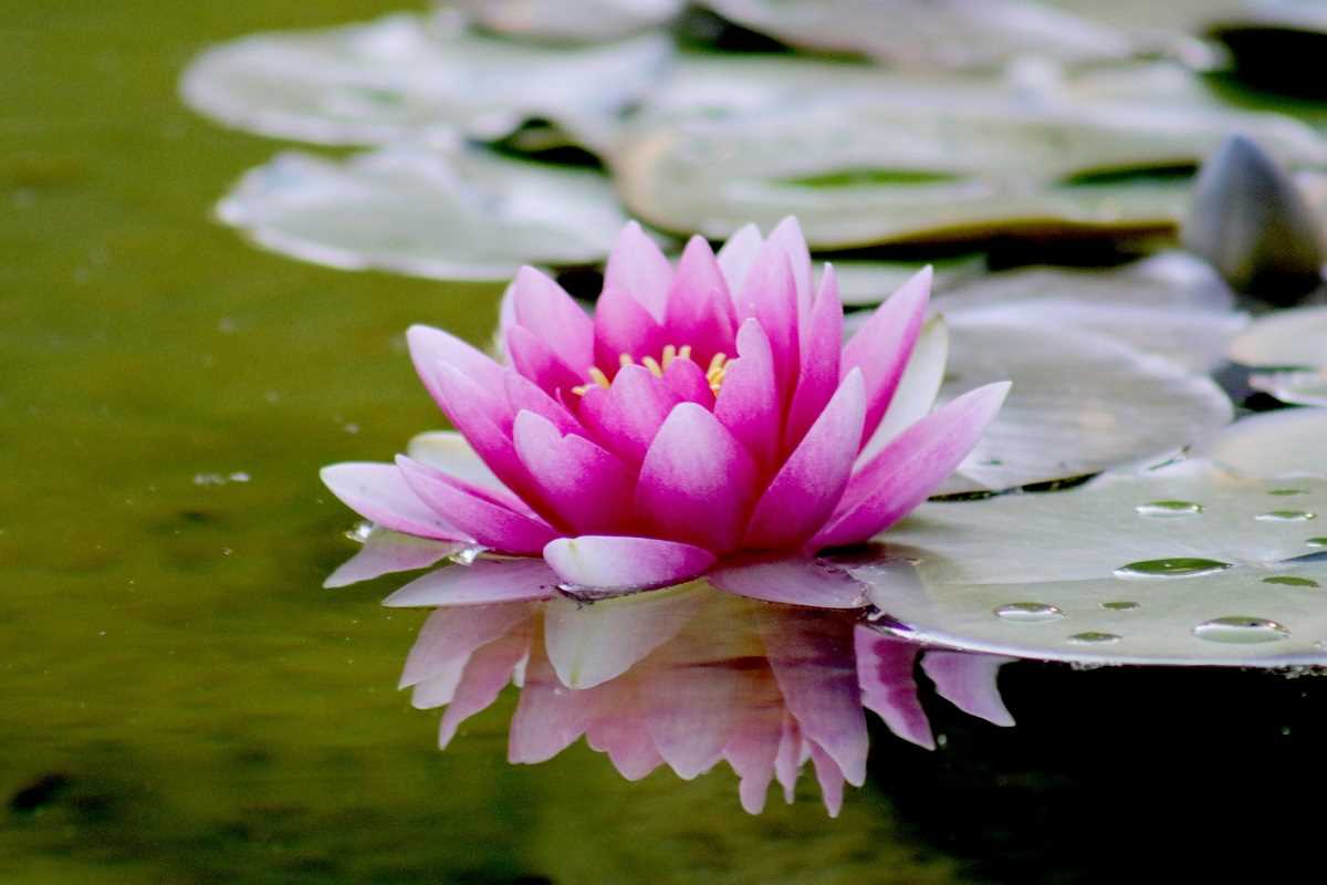 Building a Zen Garden to Bring Tranquility to Your Space
