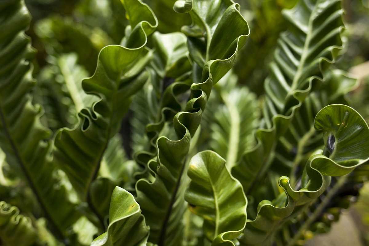 A Guide to Shopping for Indoor Plants That Thrive With Little Effort